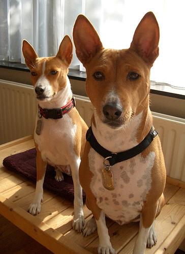 Basenji