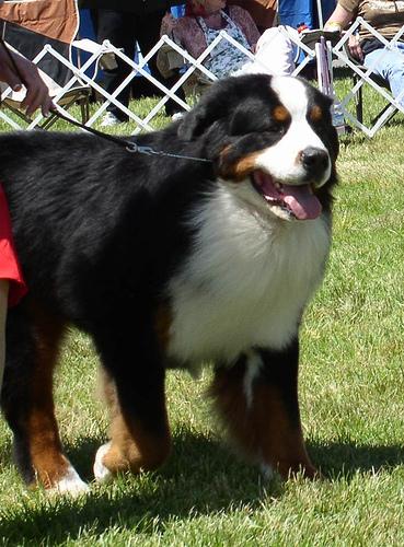 Bernese Mountain Dog