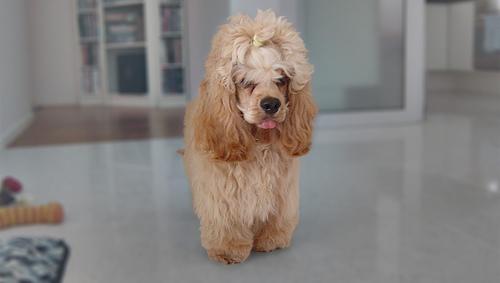 Cavalier King Charles Spaniel