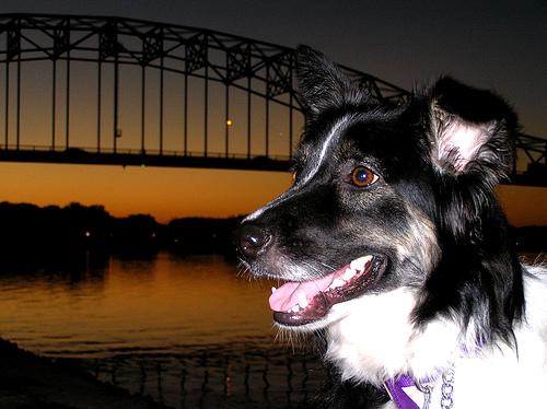 Collie (Långhårig)