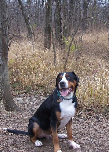 Grosser Schweizer Sennenhund