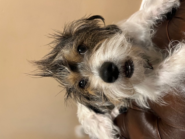 Jack Russell Terrier