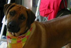Rhodesian Ridgeback