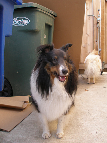 Shetland Sheepdog