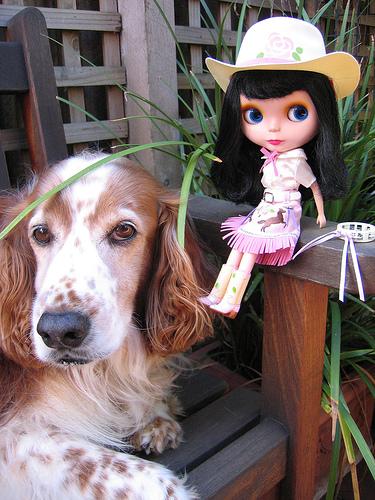 Springerspaniel (Engelsk)