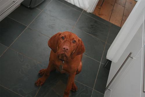 Vizsla